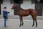 Homebred Kayf Tara x Ryme Bere colt at Goffs December foal sale in 2013