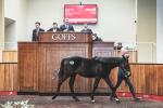Lot 71 at Goffs UK Jan Sale 2020 who made £55000
