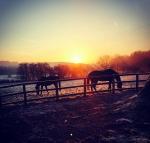 A frosty morning at Mill House Stud