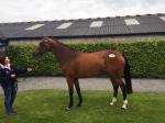 Black Sam Bellamy x Via Ferrata 2012 takes it all in her stride at the August NH Sale in Fairyhouse