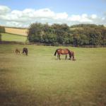 Mares & Foals at feeding time